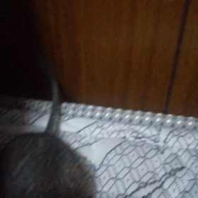 デグーという生き物について。の画像