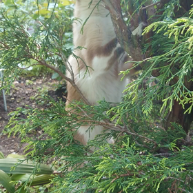 もぐちゃん、捕獲失敗(´；ω；`)ｳｯ…の画像