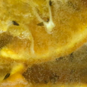 酵素…やっと(⌒▽⌒)の画像