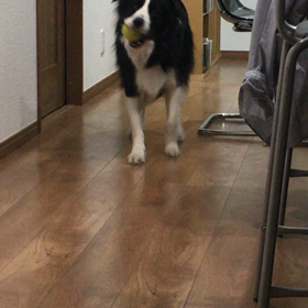 昨夜のリキパパの画像