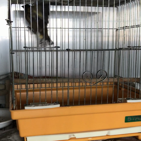 本日の桃之介の画像