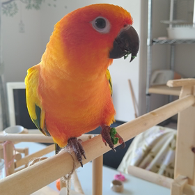 最近のカレンの画像