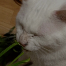 さようなら◯◯区の画像