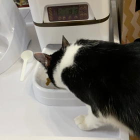 ジャックがいつものジャックになってるの画像