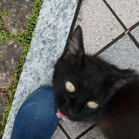 今日のクロちゃんの画像