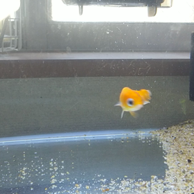 優しい鉄魚の画像