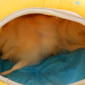 ホリホリー！！の画像