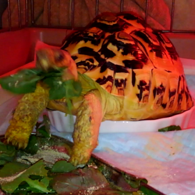 ヒョウモンの本気の画像