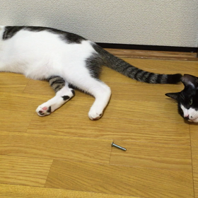 ネジと猫の画像