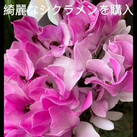 シクラメンの画像