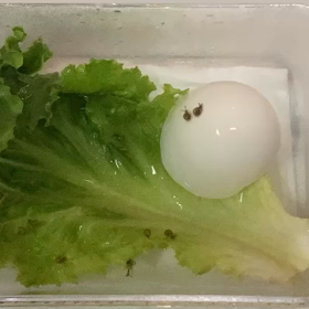 カタツムリの卵の画像