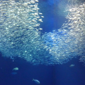 「水族館をはしご」の画像