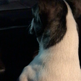 これって 何ですか？の画像