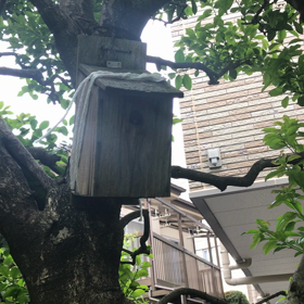 シジュウカラの画像