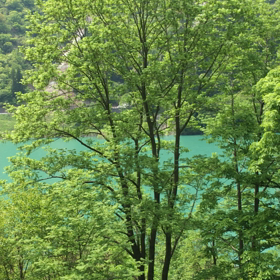 トロッコ電車 動画の画像