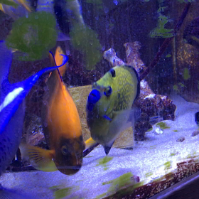 クラリオンエンゼルの画像