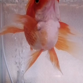 カイちゃん（飯田琉金）の気持ち（動画☆BGM付）の画像