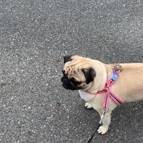 今日のさくらももこの画像