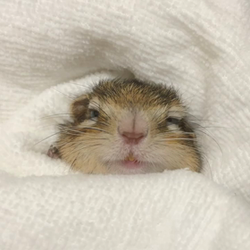 ぷぅちゃん抱っこタイム♡の画像