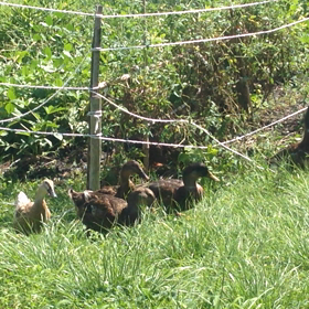 あひる？の画像