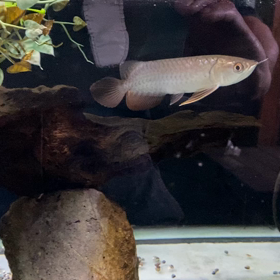 ★高背金龍！★の画像