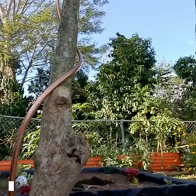 銅線と植物　WhiteHqts/783の画像