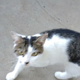 カリカリドーナツの画像