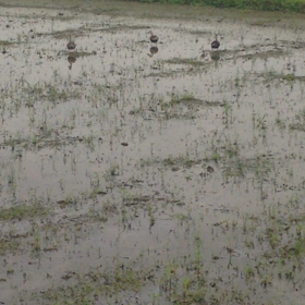 田んぼで早朝会議中♪の画像