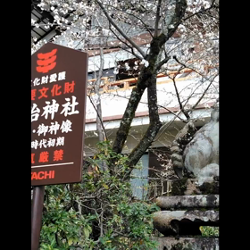 桜咲く京都②の画像