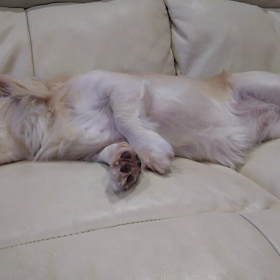 ピクピクゥ～の画像