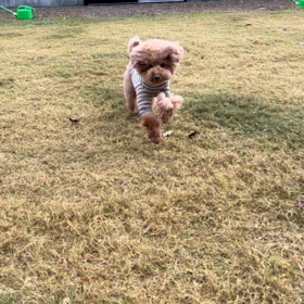 犬っぽい姿の画像