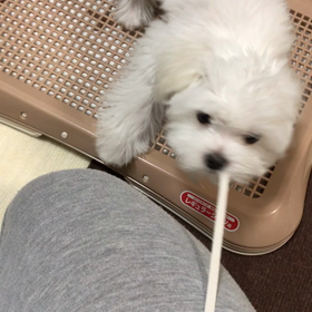 今日のあそびの画像