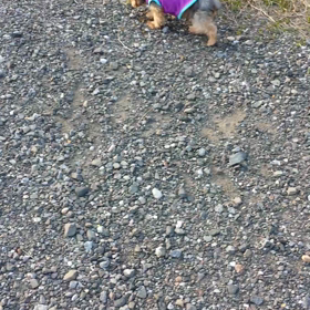 僕たちはゆっくりと！の画像