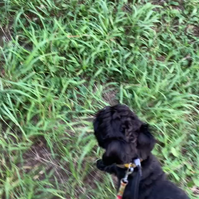 7月30日12わんこと1時間遠足  代々木公園の画像