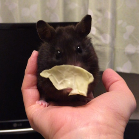 キャベツムシャムシャの画像