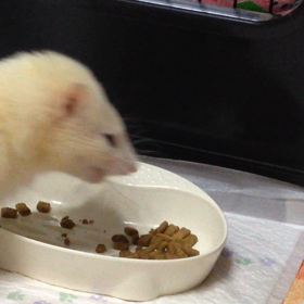 手乗りいたちの画像