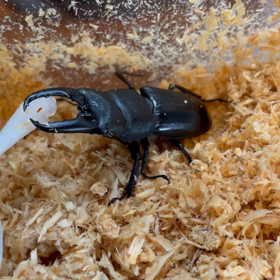 熱帯魚の話は？wの画像