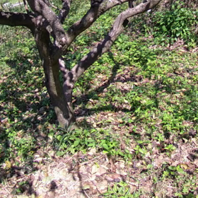 すぎぴたんの事件簿シーズン3　50話（レストラン柿の心霊現象(大嘘））の画像