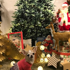 聖なる森のクリスマス✨  チャムさんの画像