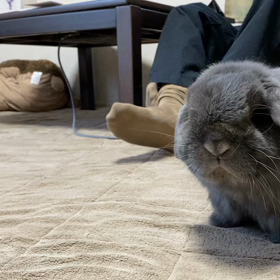 へやんぽ　せい君の画像