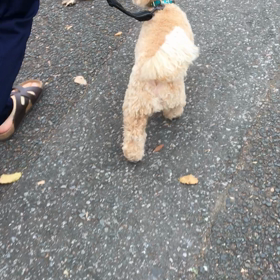 ぬぼぼパパとの散歩動画の画像