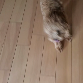 前の写真の画像