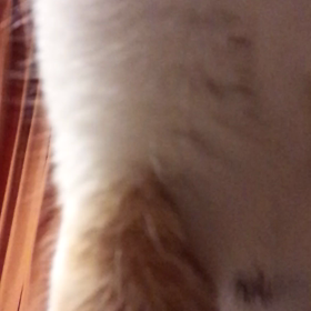 ひっさつわざ。の画像