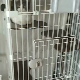 多頭飼育崩壊レスキュー【4月6日】の画像