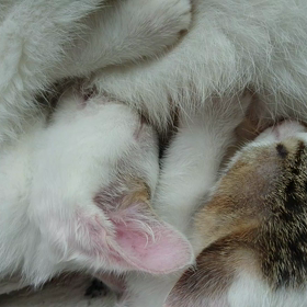 今日は〜*｡٩(ˊvˋ*)و✧*｡の画像