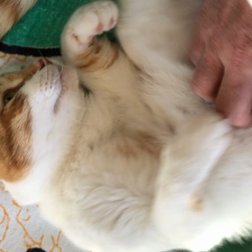 ウチの３ニャンです。0413の画像