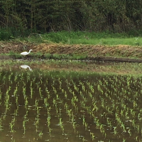 田舎の田んぼで、カエルと鳥たちの合唱団〜♪の画像