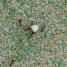 アツサニモマケズ。の画像