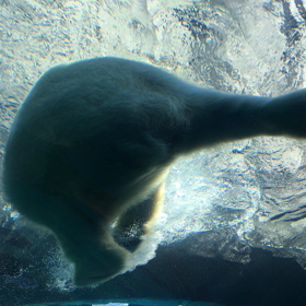 円山動物園 シロクマくんの動画の画像