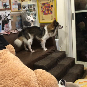 保護犬スリーシスターズの画像